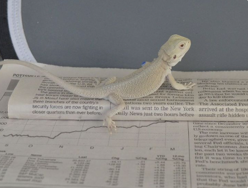 Witblits Bearded Dragon For Sale