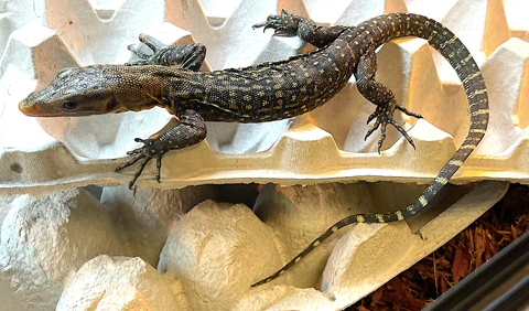 Yellow Quince Monitor For Sale