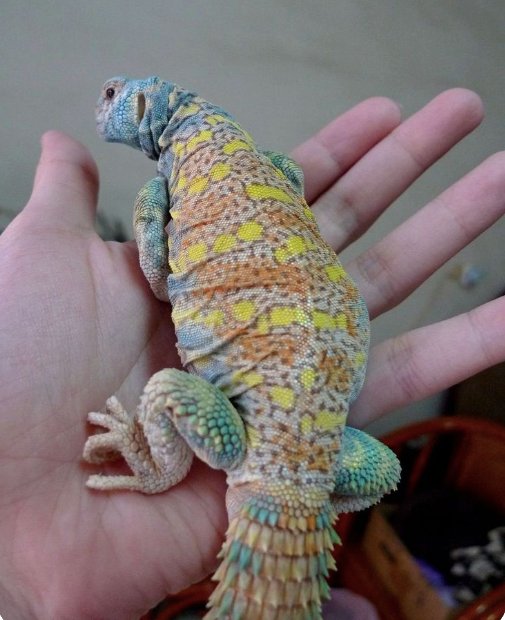 Ornate Uromastyx for Sale