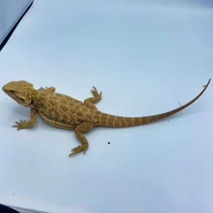 Banana Leatherback Hypo Bearded Dragons For Sale