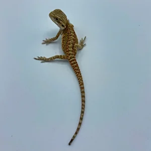 Buy Dunner Bearded Dragons Online