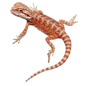 Buy Hypo Inferno Bearded Dragons Online