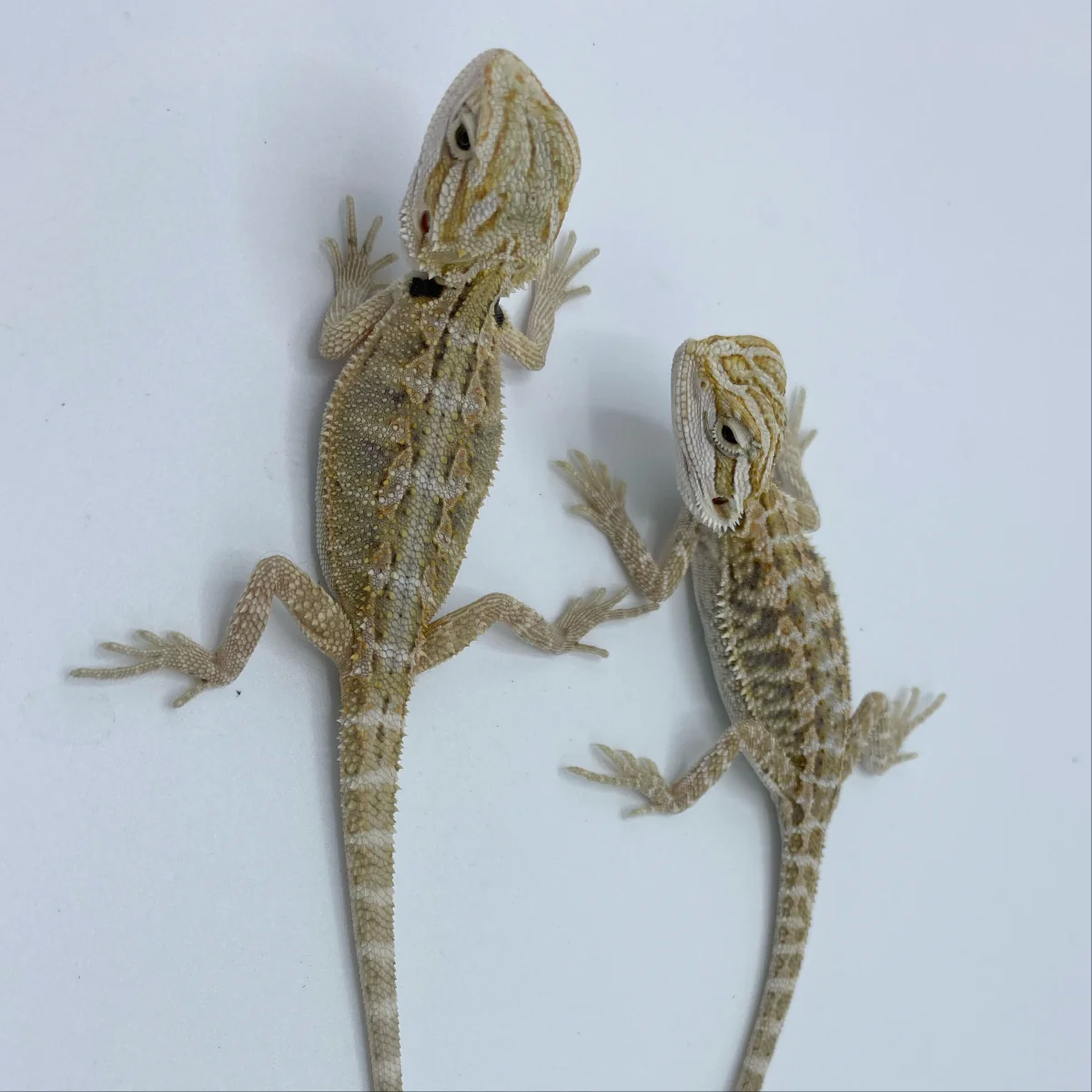 Buy Hypo Snow Bearded Dragons Online
