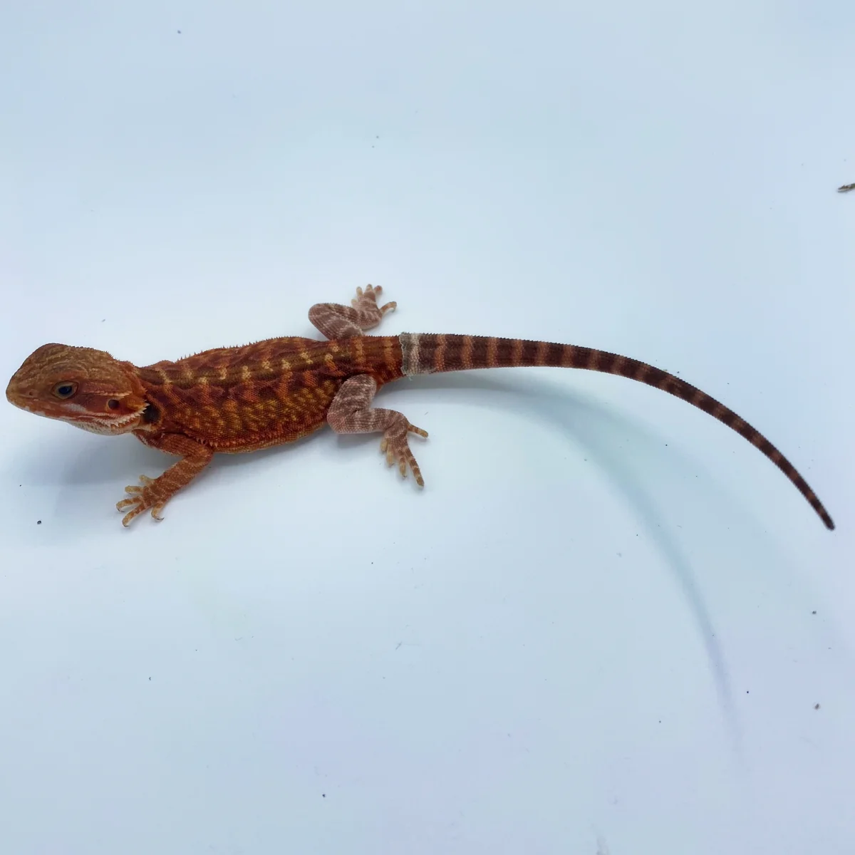 Buy Red Hypo Translucent Bearded Dragon On line