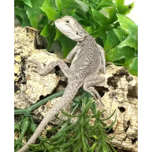 Buy Zero Bearded Dragons Online