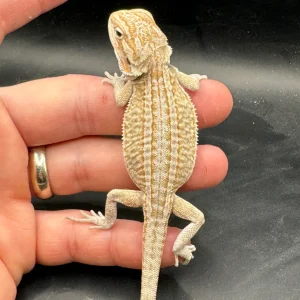 High End Het Zero Bearded Dragons For Sale