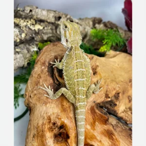 New Banana Bearded Dragons For Sale