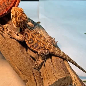 High End Bearded Dragons For Sale