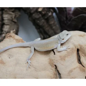 Normal Witblits Male Bearded Dragon For Sale