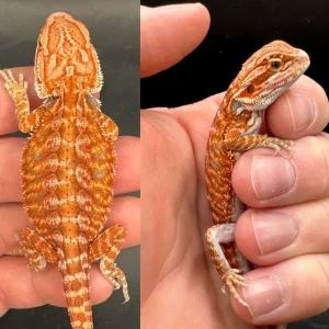 Red Hypo Leatherback Fire Male Bearded Dragon For Sale