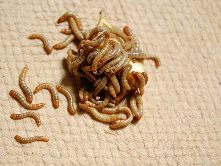 Can I Feed My Leopard Gecko Exclusively on Mealworms? - PetHelpful