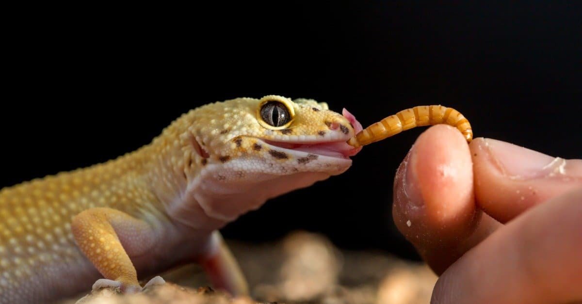 The Leopard Gecko Diet: What Do Leopard Geckos Eat? - A-Z Animals