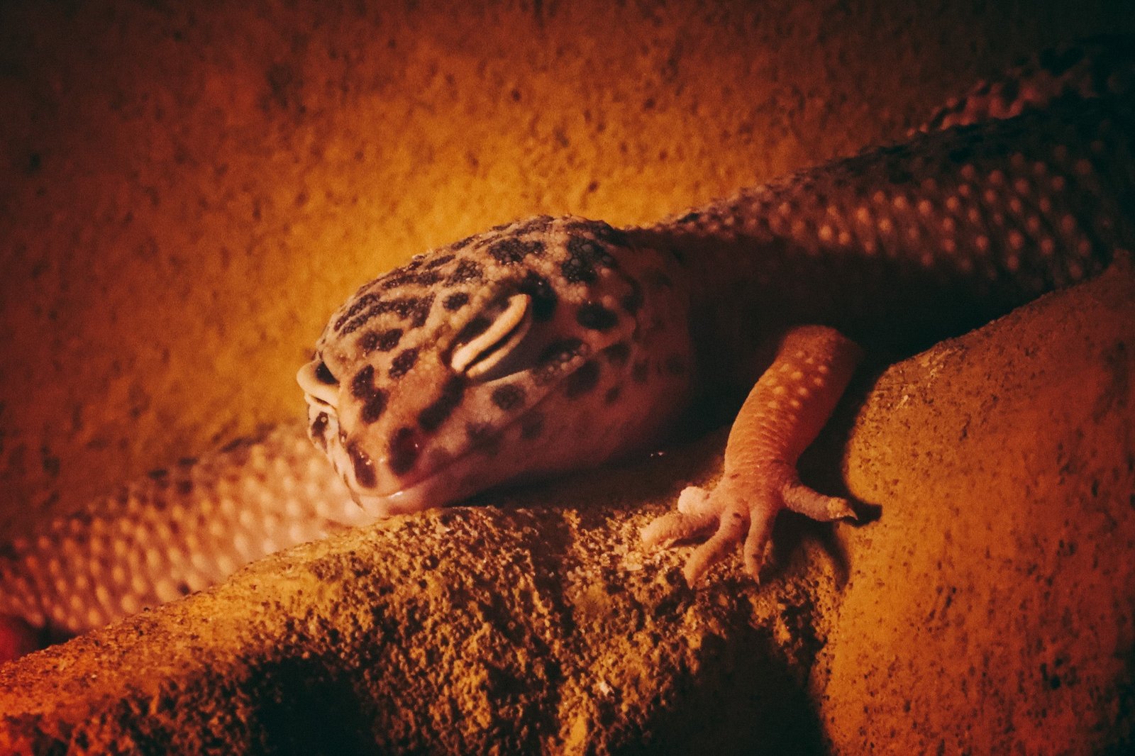 Leopard Gecko Complete Lighting and Heating Guide – Zen Habitats