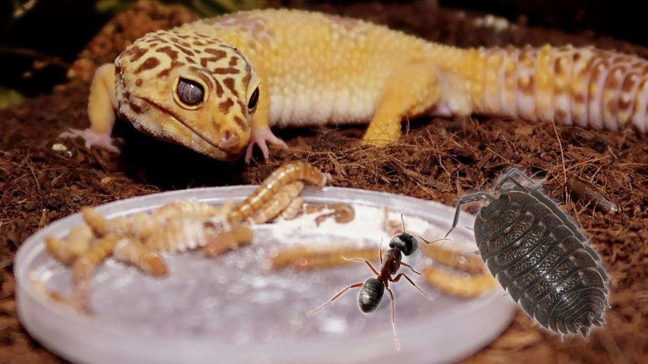 FEEDING TIME FOR GECKOS & INVERTS!