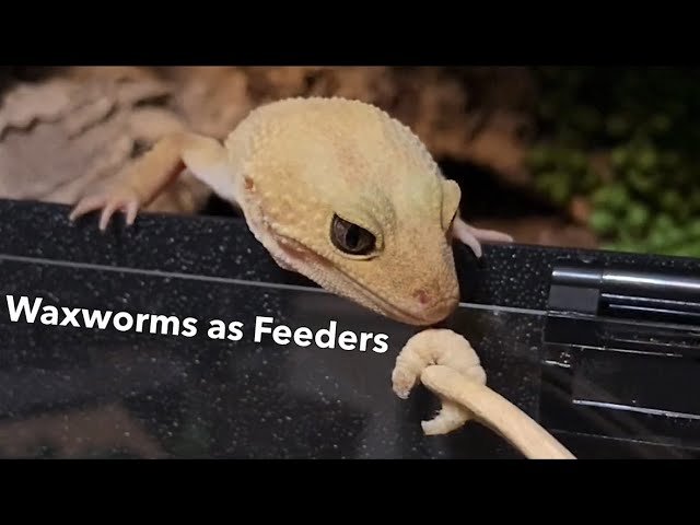 Waxworm Feeding Session | Leopard Gecko - YouTube